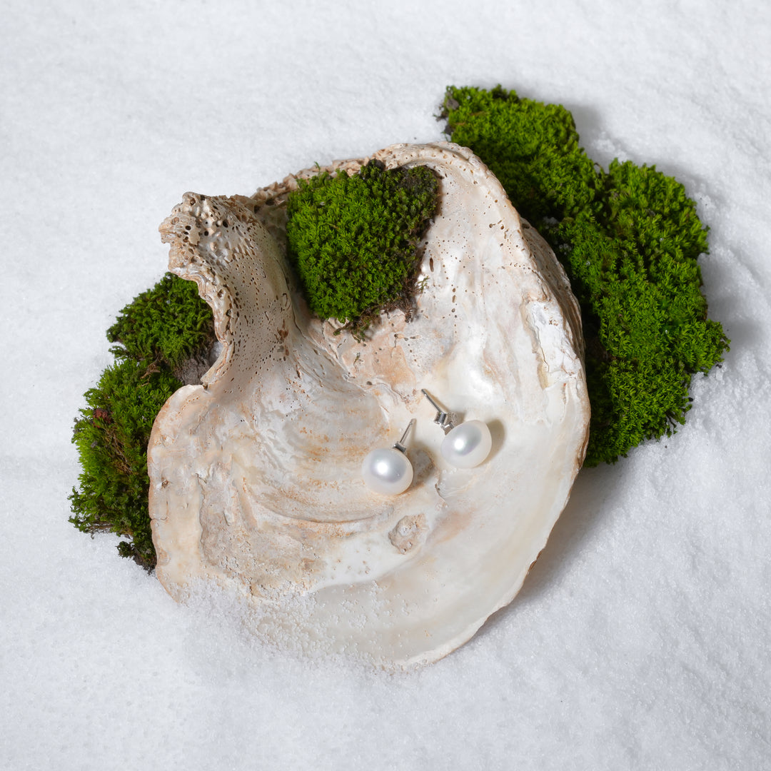 Pearl earrings in an oyster shell with moss on a white background