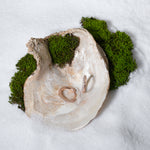 Load image into Gallery viewer, Two rings inside an oyster shell surrounded by green moss on a white background
